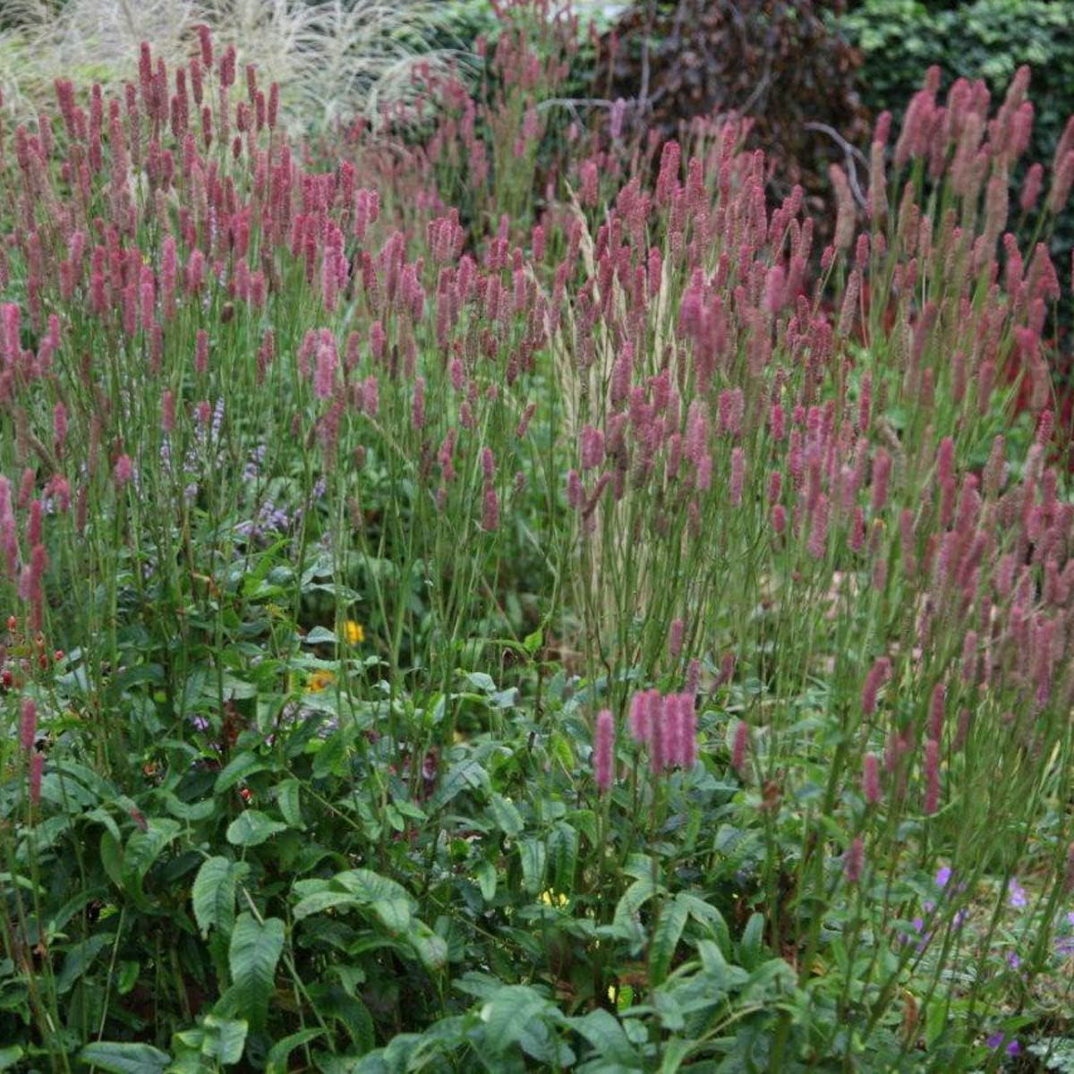 Bottlebrush Dormant Bare Root Pink Flowering Perennial Roots (3-Pack)