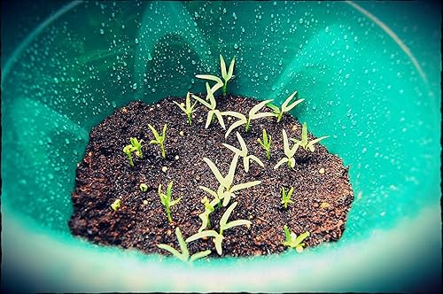 Miniatura 2 de 2000 semillas (3.53 oz) de semillas de Kangkong - Rau Muong - Ong Choy Seeds | Sin OMG | reliquia | Orgánico | Alta germinación