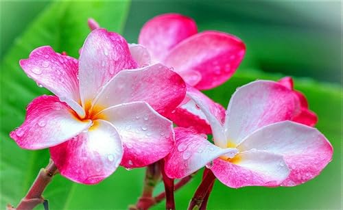 Miniatura 5 de Semillas de Plumeria de Colores Mixtos - Flor Lei Frangipani Mix Rosa Rojo Amarillo Blanco Jocad (10 Semillas)