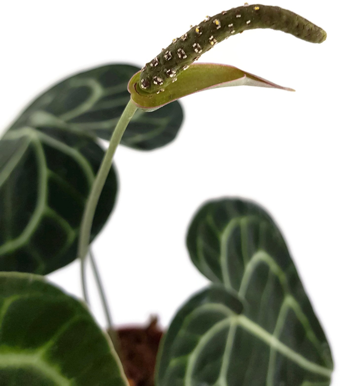 Anthurium clarinervium - exotische Herzblattblume - ideal fr den  halbschattigen Standort - sehr schne Zimmerpflanze : Amazon.de: Garten