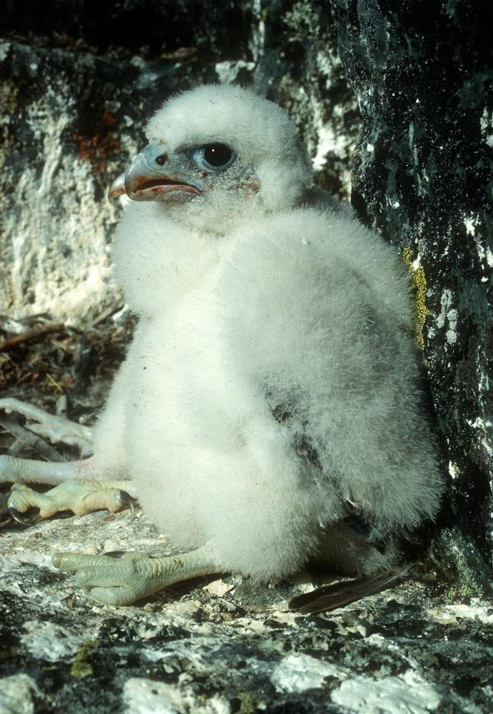 Peregrine Falcon Chick, Canada 11x14 Matted Photograph