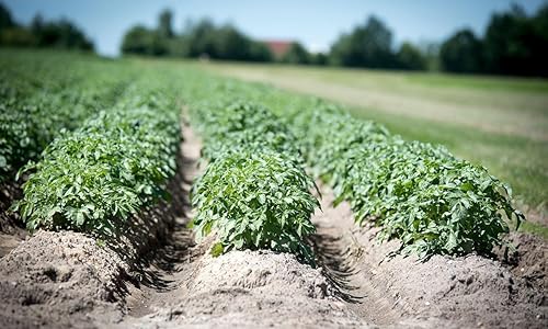 Miniatura 4 de Semillas de papa de 60 TPS para plantar al aire libre, mezcla de color morado, rojo y amarillo, semillas de papa auténticas