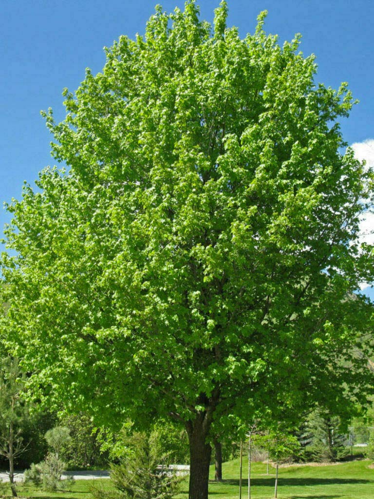 Acero campestre "Acero campestre" pianta in vaso ø24 cm h. 170/200 cm Vivaio di Castelletto