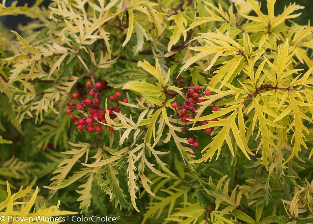 Proven Winners - Sambucus racemosa Lemony Lace (Elderberry) Shrub, , #3 - Size Container