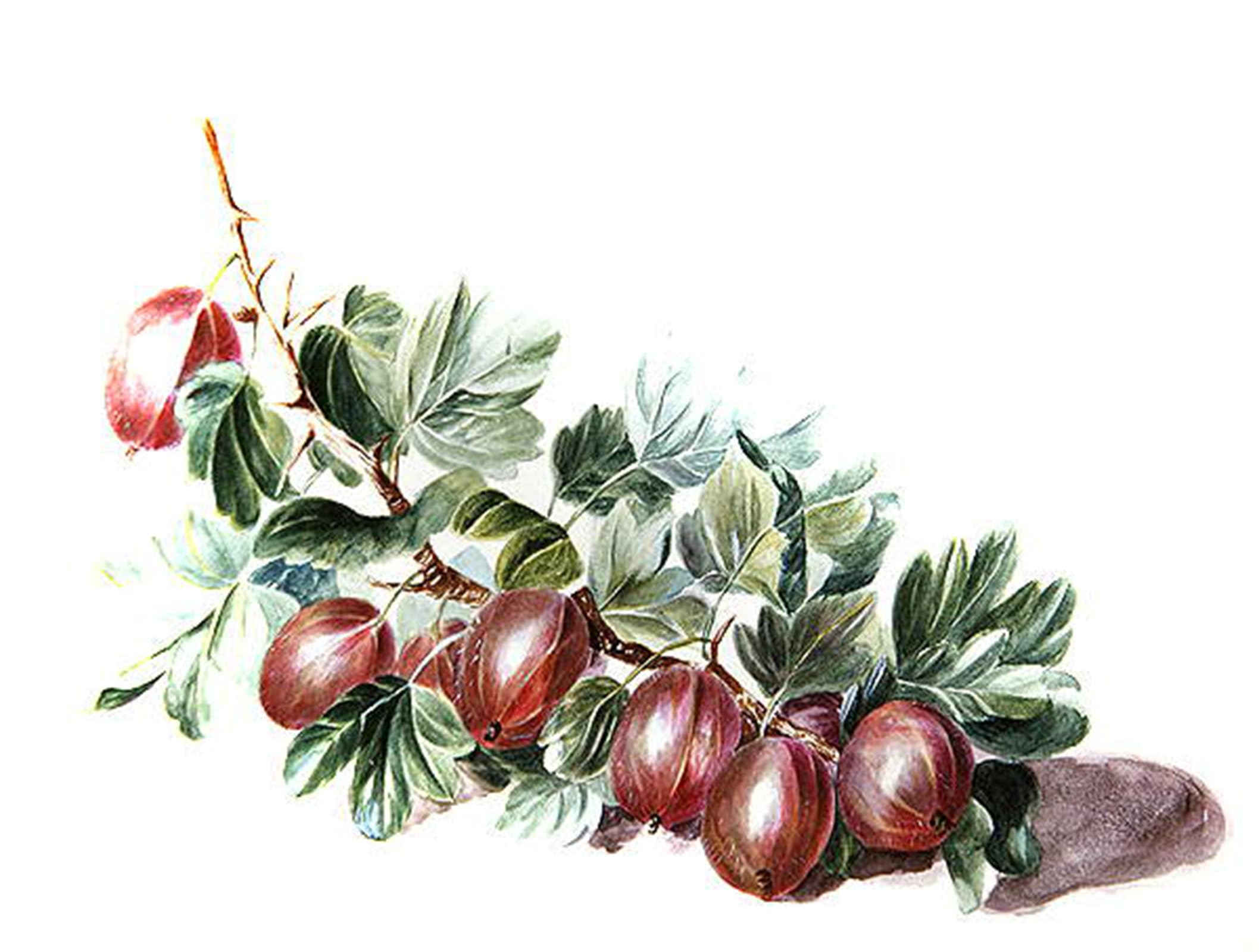 SERENDIPITP Abstract Painting Mural Print Picture Wall Decor Painting Gooseberries by Augusta Innes Withers Vintage Wall Artwork for Home Decor 60x90cm