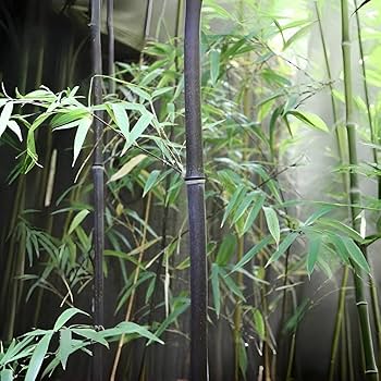 Lucky Bamboo Harmony Plant Hi-res Stock Photography And Images