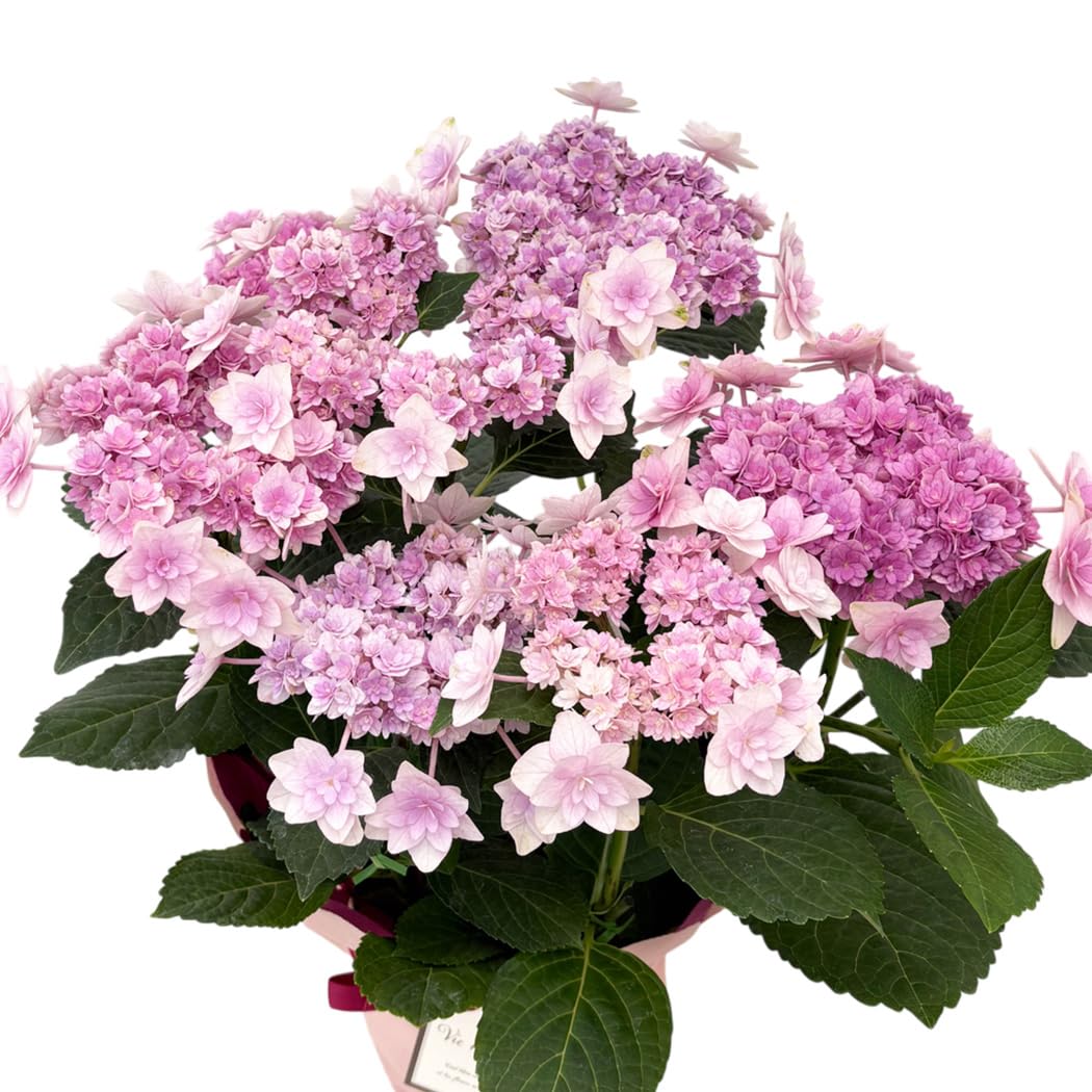 Amazon.co.jp: 【ありがとうを伝える】 母の日 花 紫陽花 弥呼明り