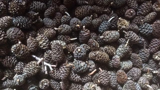 Paquete de 500 piñas de aliso (200 g) para la purificación del agua de acuarios de gambas y peces