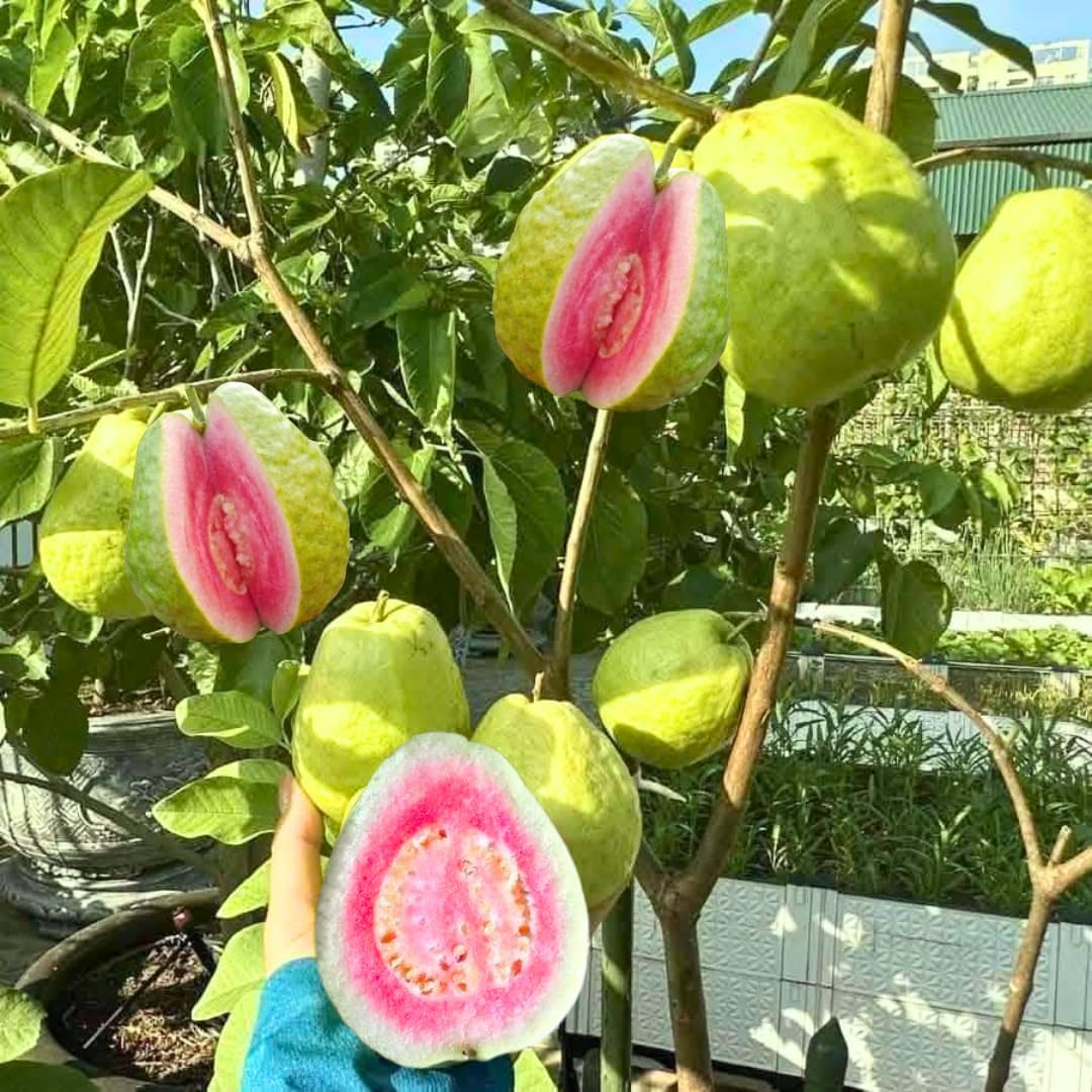 Fruit Bearing Pink Guava Tree Live Plant, 2-3 Feet Tall in Gallon Pot, Grafted Guava Trees for Planting, No CA