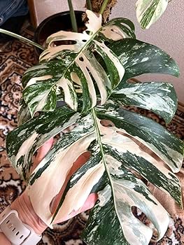 Amazon.co.jp: 大株 斑入りモンステラ ホワイトタイガー : ホーム