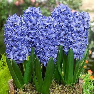Hyacinth Prepared Delft Blue Bulb Size 16/17cm for Planting,Fragrant Spring Flowers, X6 Bulbs