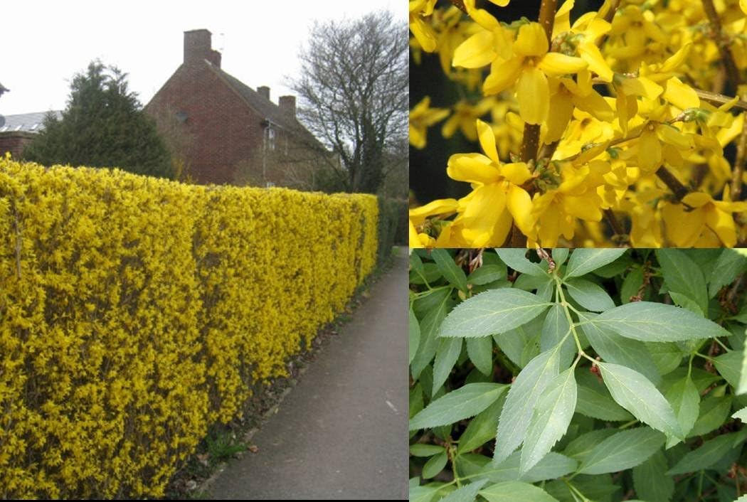 6x Forsythia Flowering Plant BRIGHT YELLOW FLOWERS Hardy fast growing hedging plants