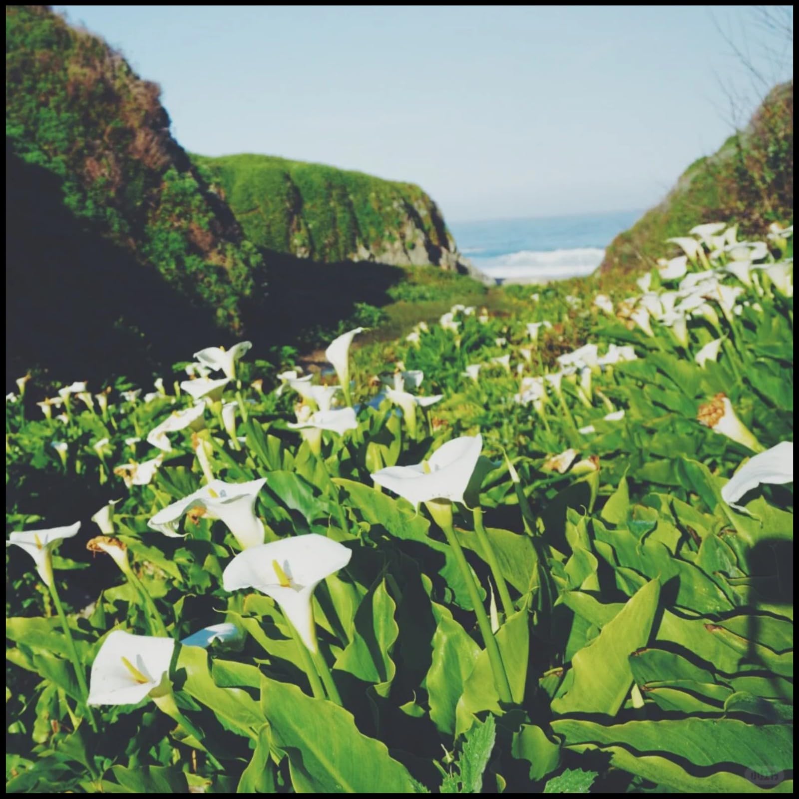 Calla Lily Bulbs for Planting Now UK Ornamental Perennial Excellent Display Plant Bulbs Greening Flower Good for Containers/Natural Organic Easy Plant Perennial-6bulbs-J