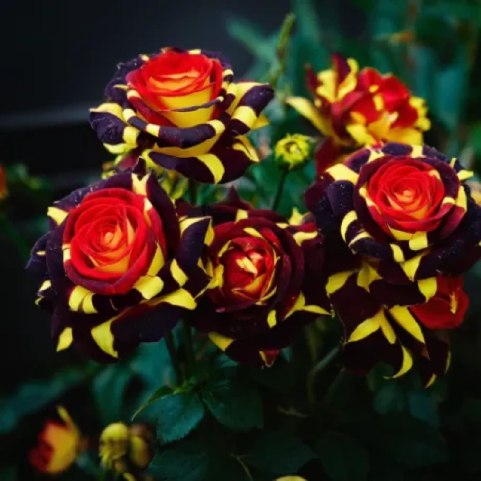 Gorgeous Rose Bulbs Mix UK,Good for Containers,Flowering Rhizome,Iridescent,Excellent Display,Perennial,Balcony Garden Bulbs,Hardy,Rose Rhizome-1bulb-I โ image 1
