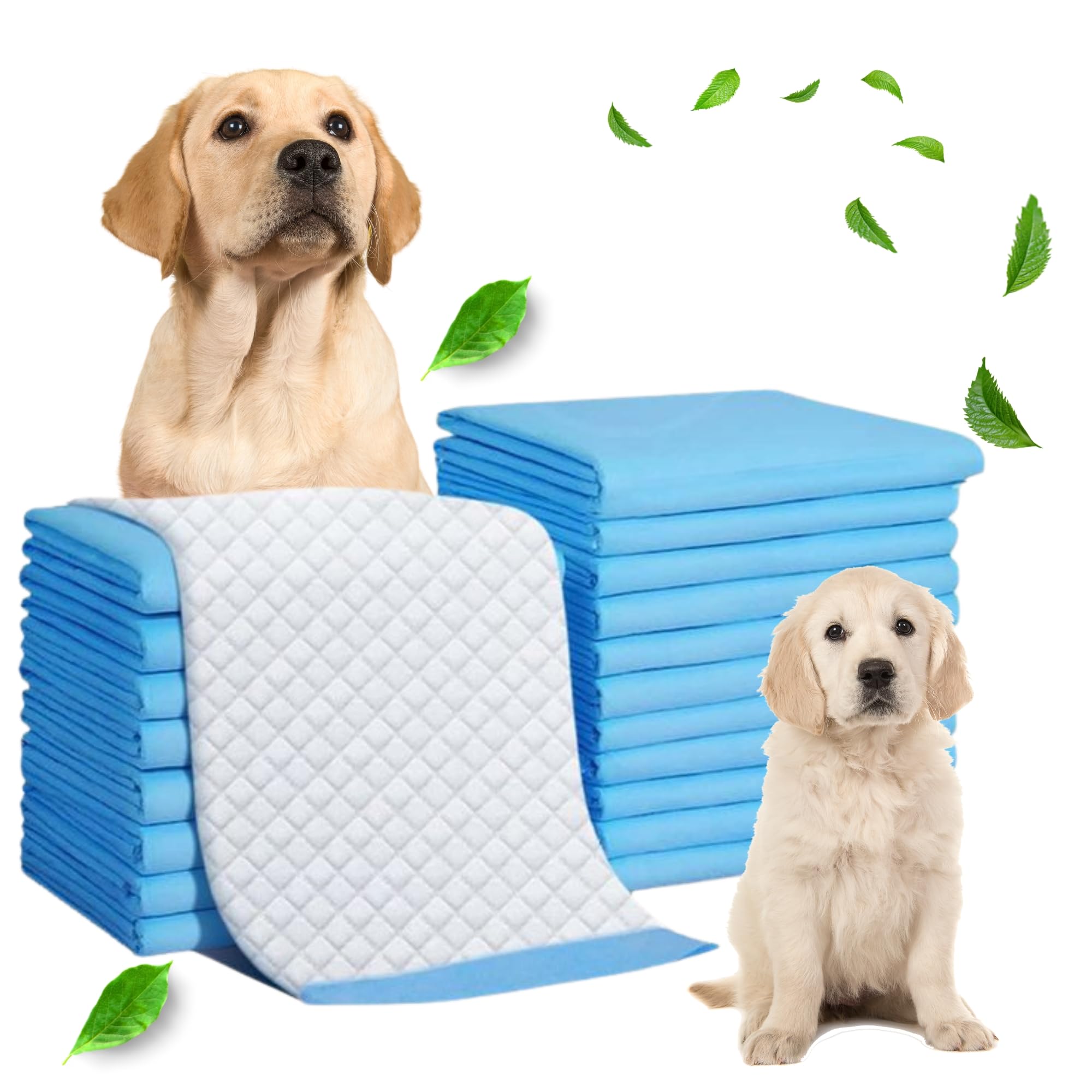 C-Cure Disposable Pee & Poop Training Pets Pad with Rapid Dry Surface, Absorbent Leak Proof & Adhesive Floor Tape - Large Size 60x45cm | Suitable for Puppies, Small,Medium, Large Dogs & Cats|50 Pads| (B0D574SSGJ) Amazon Price History, Amazon Price Tracker
