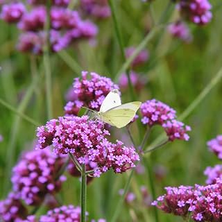 Verbena Bonariensis Seeds,Verbena Purpletop Vervain Seeds,Ground Cover,Perennial Plant,Home Garden Yard Decor Blooms This Year,Easy Planting,10G About 2000pcs