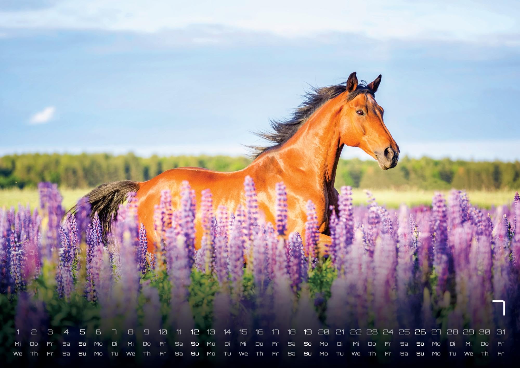 Pferdegeflüster - Der Pferdekalender - 2026 - Kalender DIN A2: Der Wandkalender mit den schönsten Pferde-Motiven für das Jahr 2026 im extragroßen Format DIN A2 (ca. 60 x 42 cm)!
