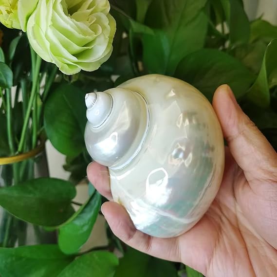 Conch Shells for Decoration,1Pcs 9-11cm Large Polished Turbo Shells Bright White Hermit Crab Seashells Aquarium Original Sea Home Decoration Natural Crafts