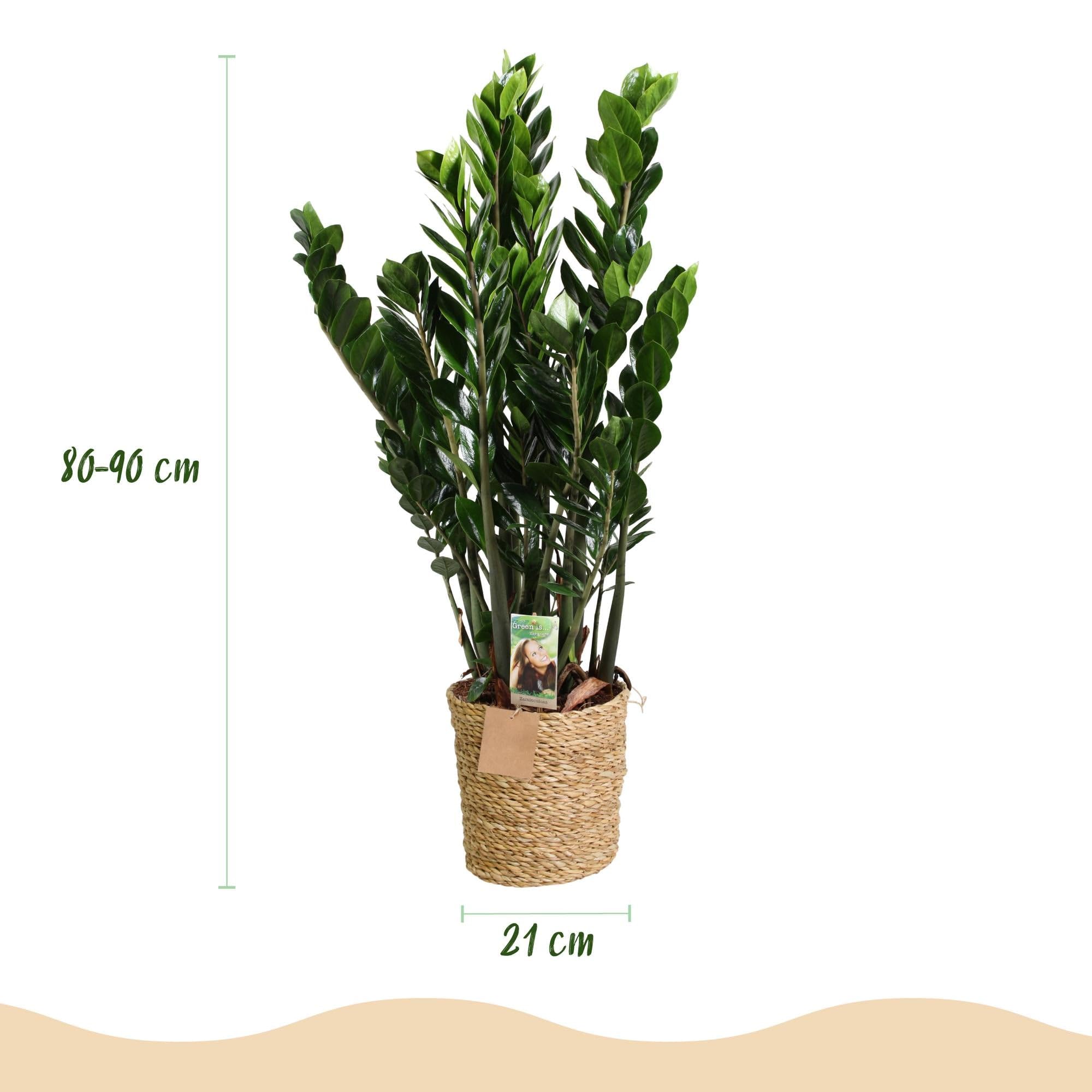 Zamioculcas – 80-90 cm – 21 cm, z koszem, łatwa w pielęgnacji roślina ZZ, wytrzymała i oczyszczająca powietrze, dekoracyjna roślina zielona do salonu, biura i sypialni