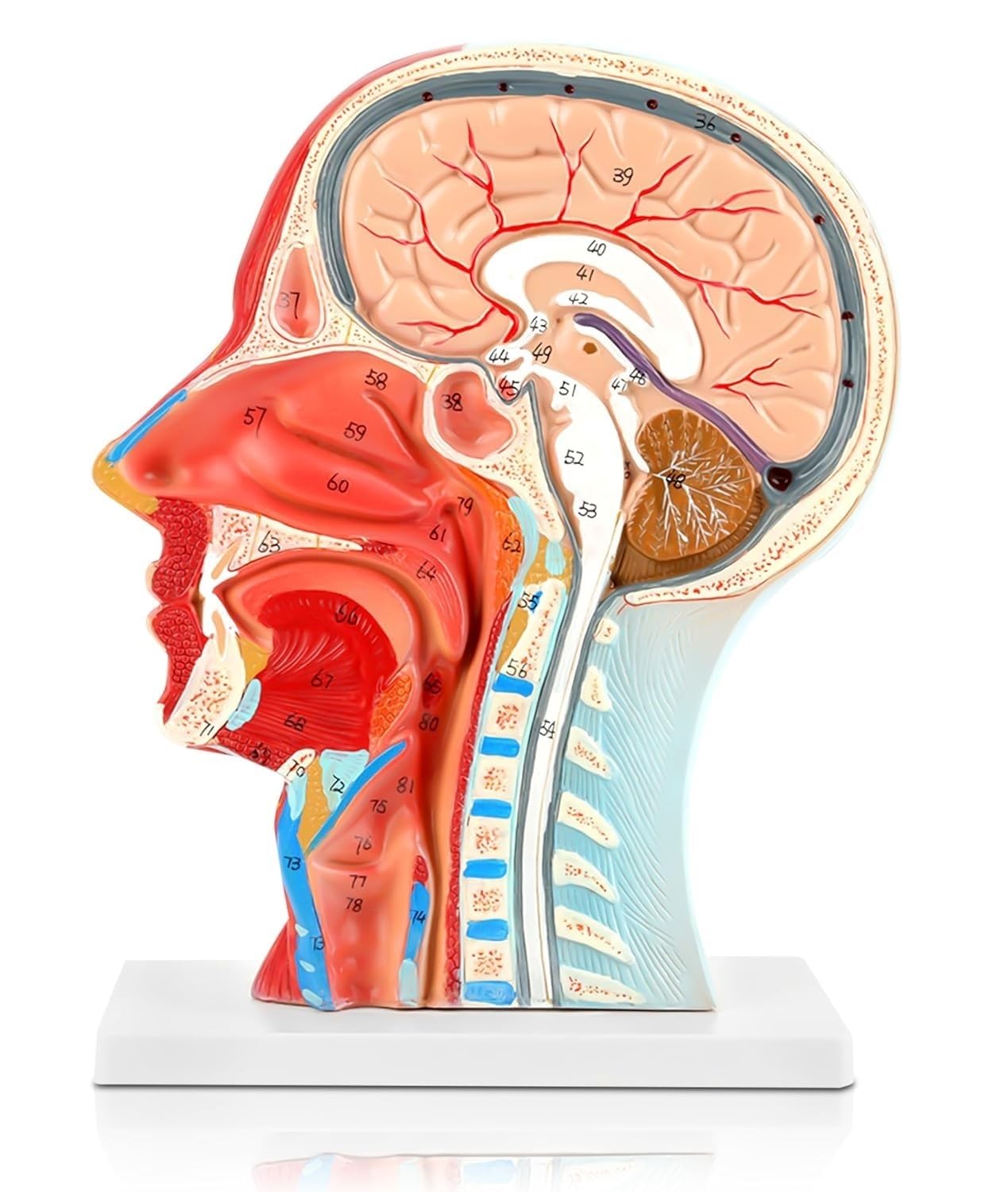 Naturalnej wielkości anatomia twarzy Medyczny model badania przekroju | Model nerwowo-naczyniowy ludzkiej połowy głowy powierzchownej mięśni do nauczania badań anatomii i fizjologii