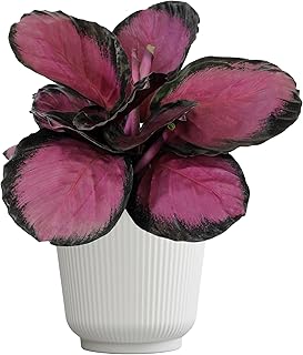 Plants for Pets Calathea Purple Rose Painted Peacock Houseplant, Unique Pet Friendly Decor in 6" White Pot, Live Botanical Gift, Cat Safe, Decorative Desk House Plants by Plants for Pets