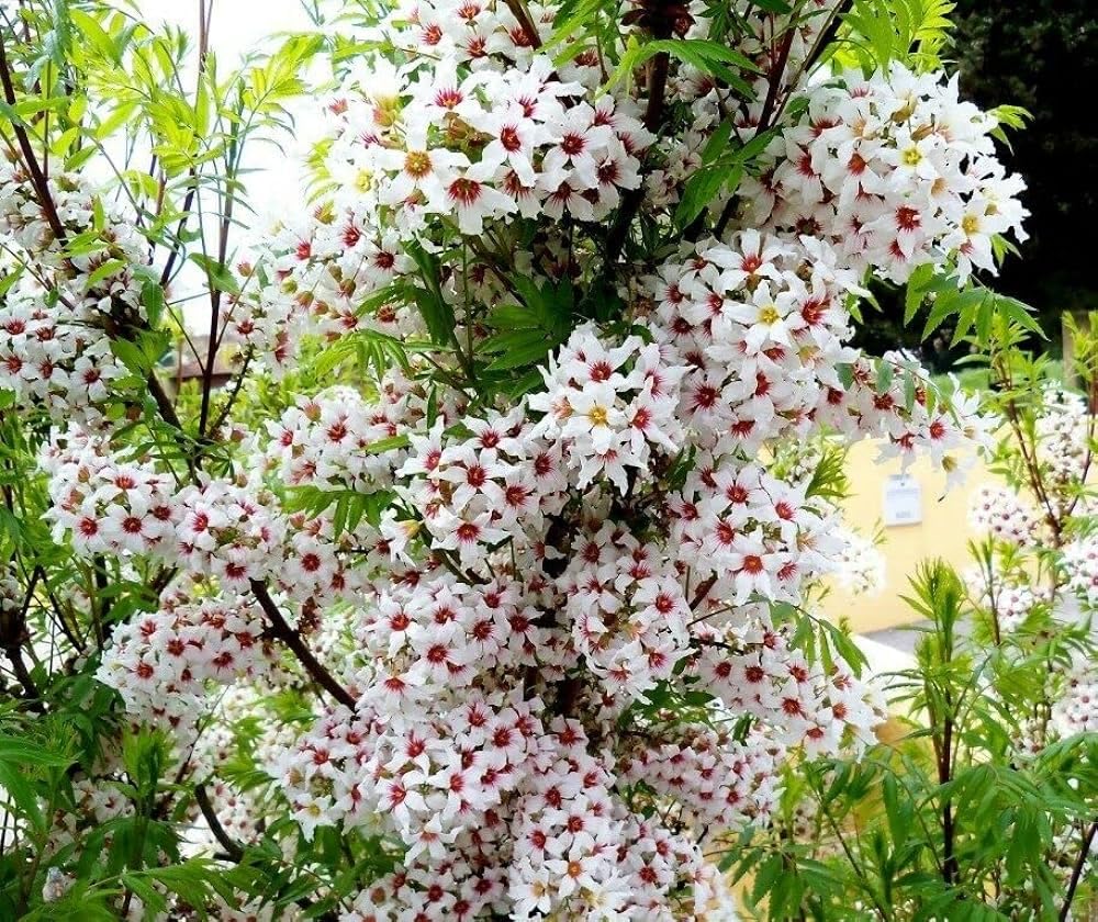 See full amazon price history chart for 35+ SEEDS- Xanthoceras Sorbifolium Flower Tree Seeds, Goldenhorn Yellowhorn Seeds 35+ SEEDS- Xanthoceras Sorbifolium Flower Tree Seeds, Goldenhorn Yellowhorn Seeds (B0D5J5171X) Amazon Price History, Amazon Price Tracker