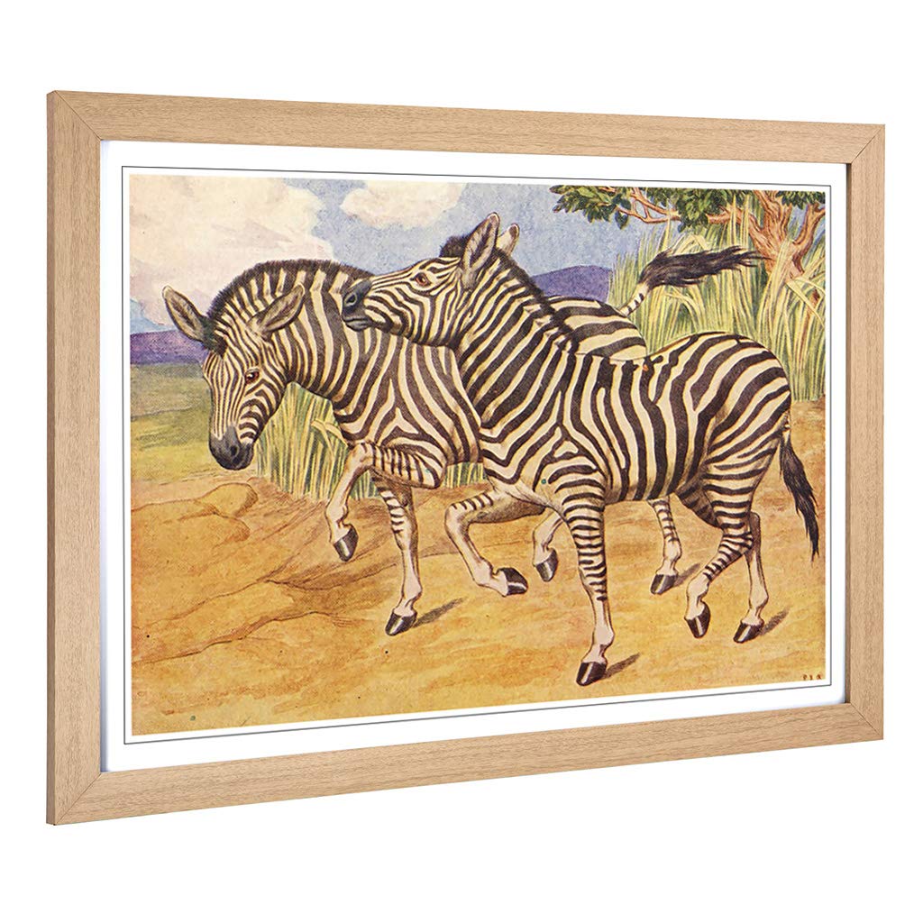 Big Box Art Framed Print of Vintage Percy J Billinghurst Zebras Design | Wall Art Picture | Home Decor for Kitchen, Living Room, Bedroom, Hallway, Oak, A2 / 24.5x18 Inch / 62x45cm