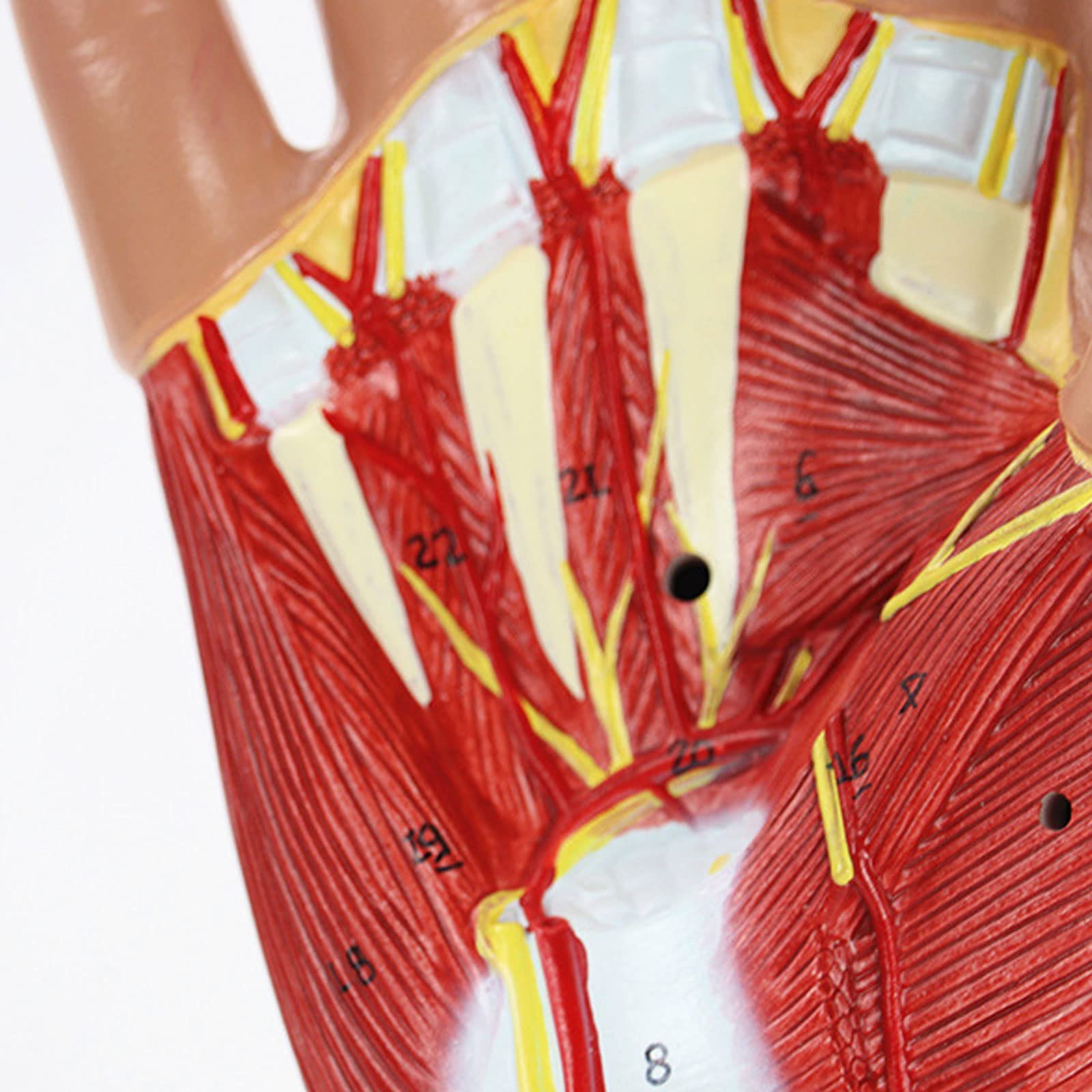 Naukowa anatomia 3D, Anatomiczny model mięśnia dłoni, Model dłoni i sieci neuronowej, Materiały dydaktyczne medyczne