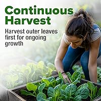 Vista 369 de HOME GROWN Más de 1000 semillas de cilantro para plantar en interiores o exteriores, hierbas tradicionales sin OMG, semillas de plantas de cilantro