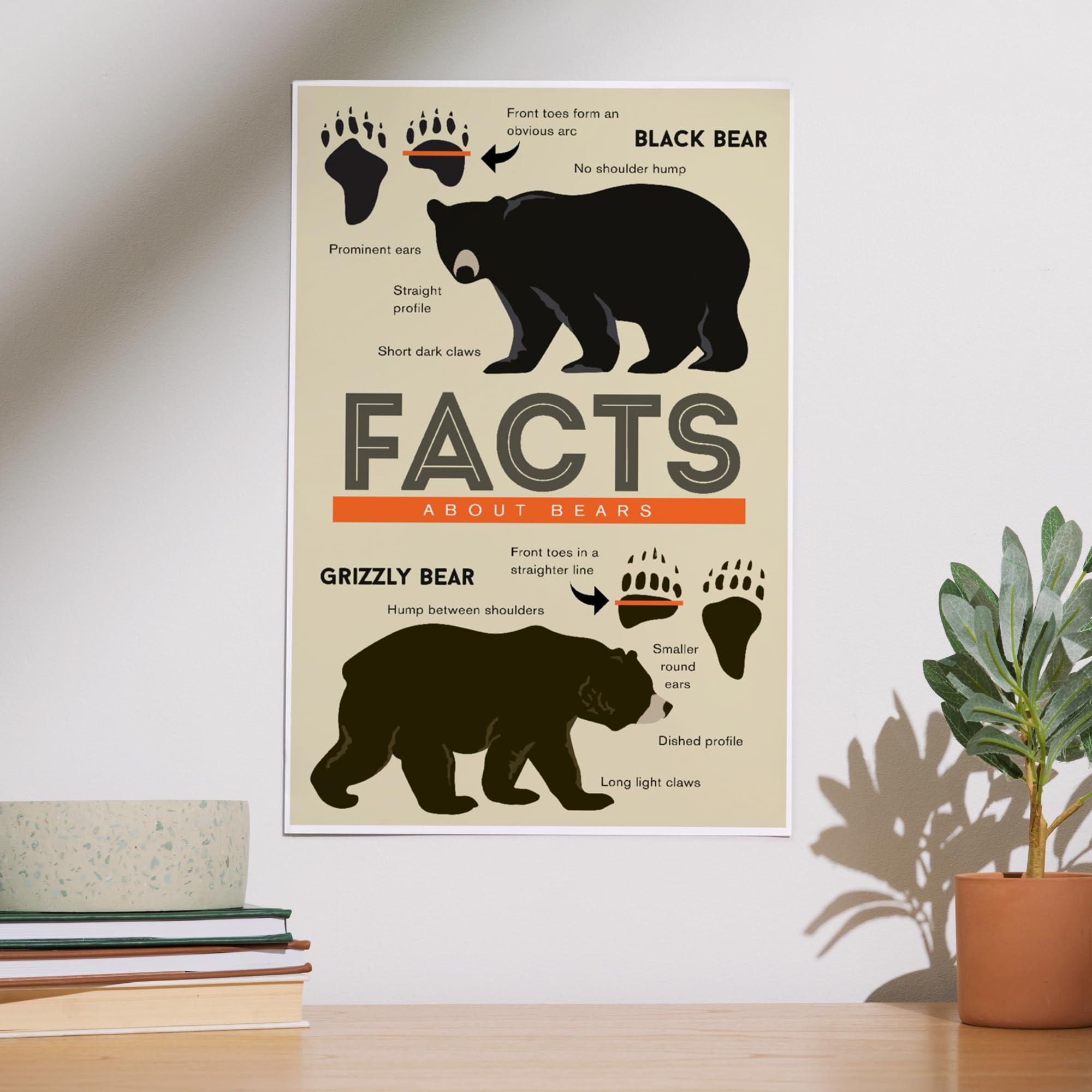 Amazon.com: Lantern Press Print, Facts About Bears, Grizzly and