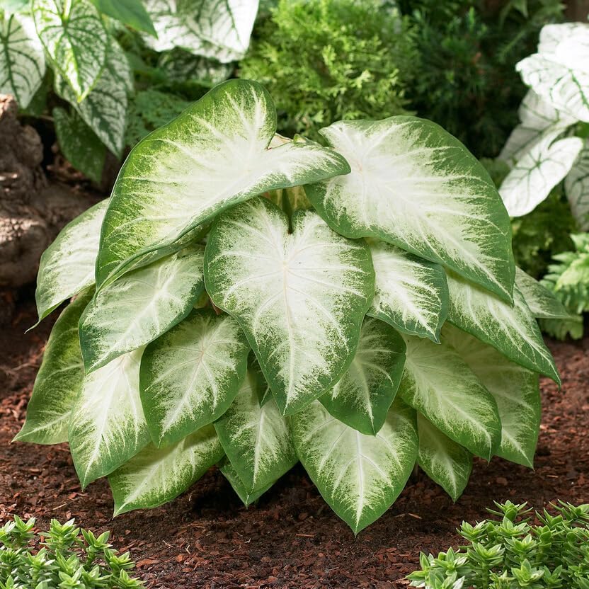 Garden State Bulb Aaron White Caladium Bulbs, Bare Roots, Spring Planting (Bag of 10)