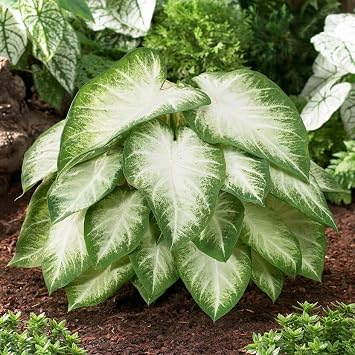 Garden State Bulb Aaron White Caladium Bulbs, Bare Roots, Spring Planting Bag of 5