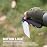 CJRB Pyrite-Light Pocket Knife, 3.34\'\' Damascus Steel Blade Folding Knife with Pocket Clip, Pocket Knife for Men Women Sharp Camping Hiking EDC Knives J1945D