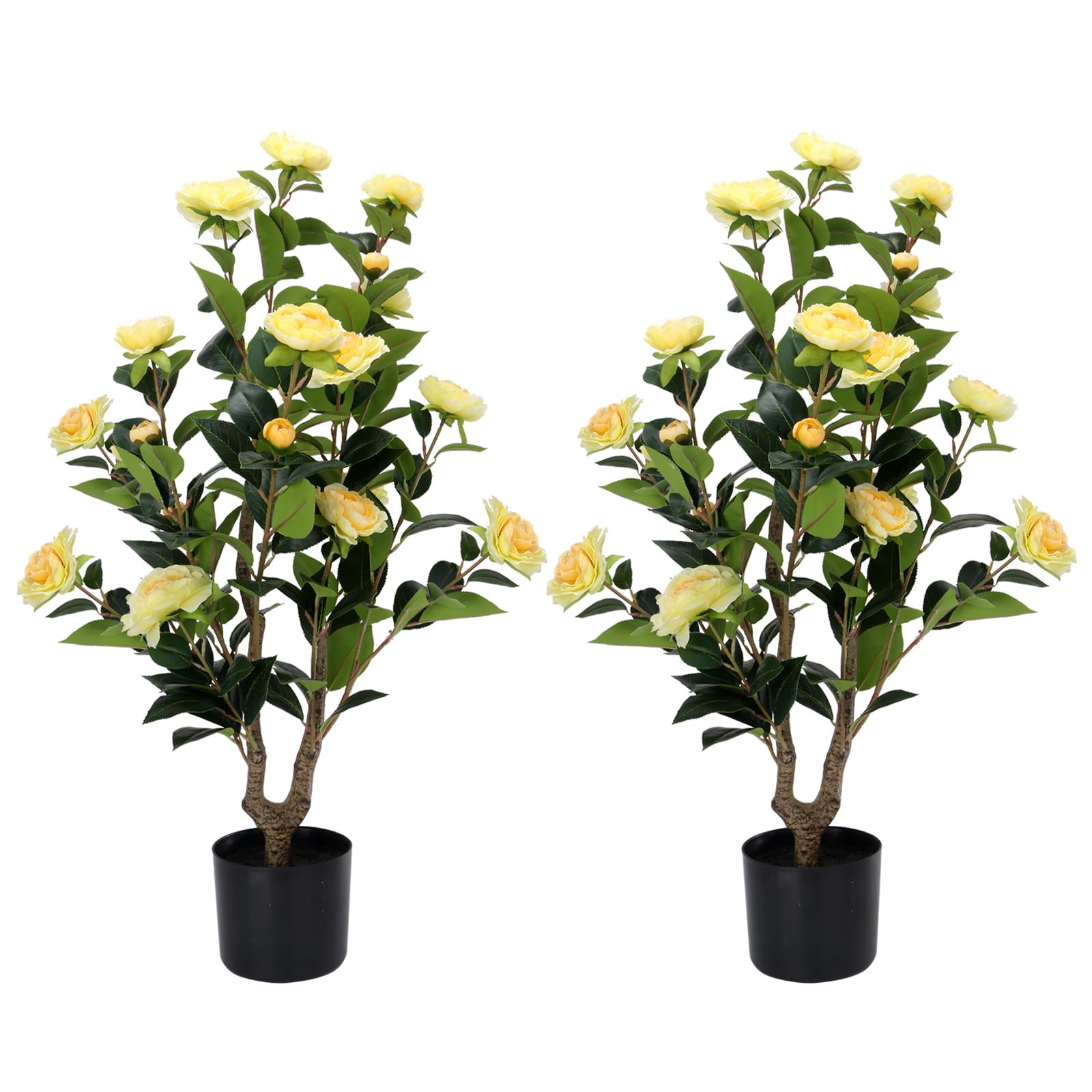 Datietiao Camellia Pair