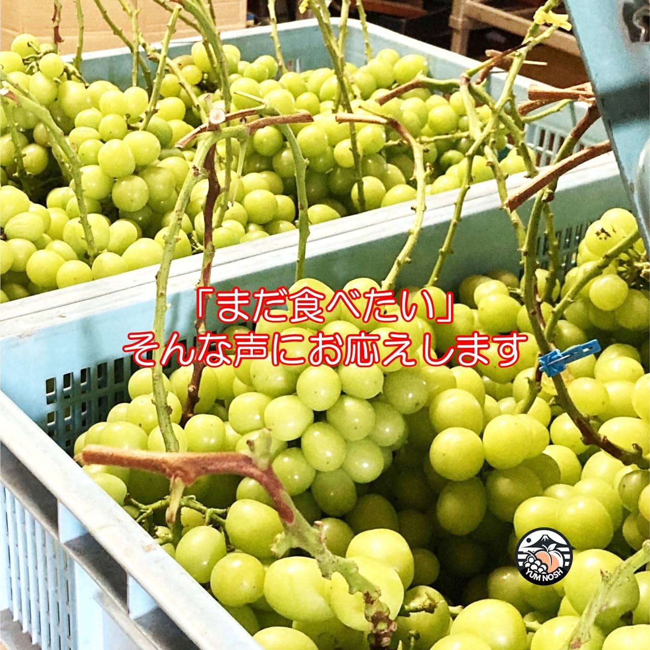 Amazon.co.jp: 山梨県産 こがらしシャインマスカット 1kg箱（1〜2房