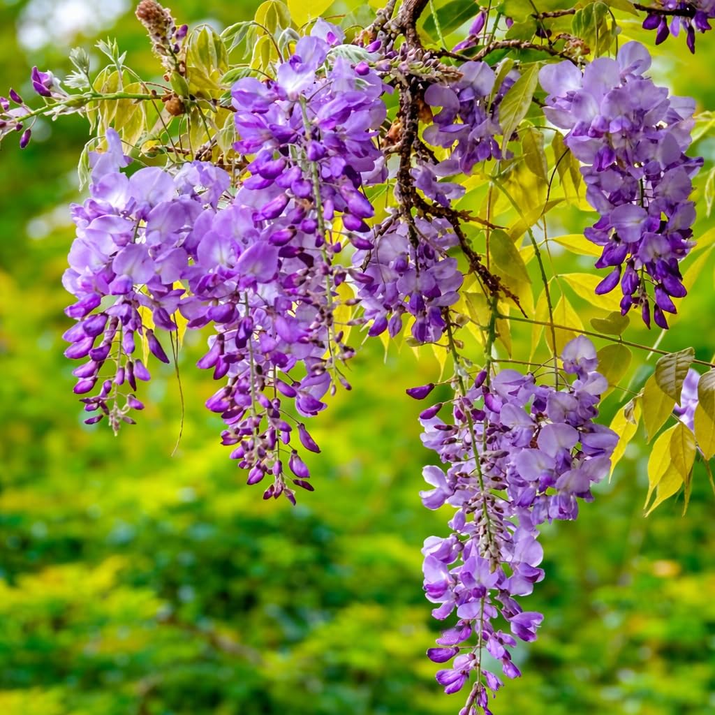 EXOTIC LIVE RARE HYBRID Live Wisteria Plant For ALL SEASON