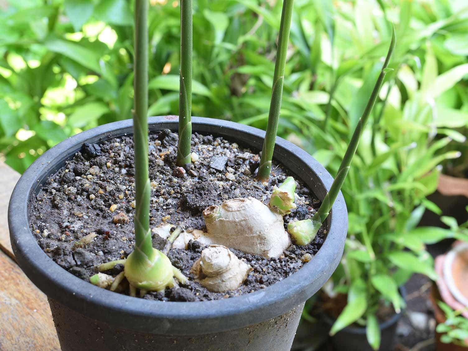Galangal thai ginger plant, High germination (2 Seeds) (B0CMD1WQ26) Amazon Price History, Amazon Price Tracker