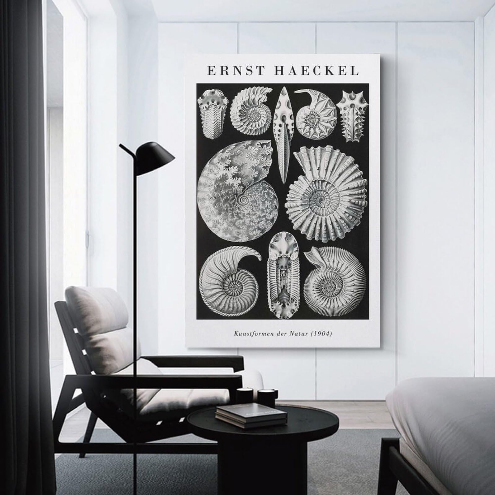 Junmoney Ernst Haeckel Ammonite Illustration Canvas Wall Decor, 12x18inch(30x45cm), for Gallery Wall Decor And Room Displays, Wall Decor Suited to Curated Displays