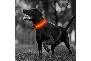 Blazin' Bison Safety LED Dog Collar: A Beacon of Visibility for Nocturnal Adventures
