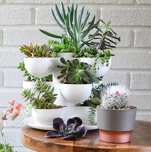 Miniatura 4 de The HC Companies Sprite Mini maceta para suculentas de 2.5 pulgadas, maceta pequeña de plástico con drenaje para plantas de interior, color gris