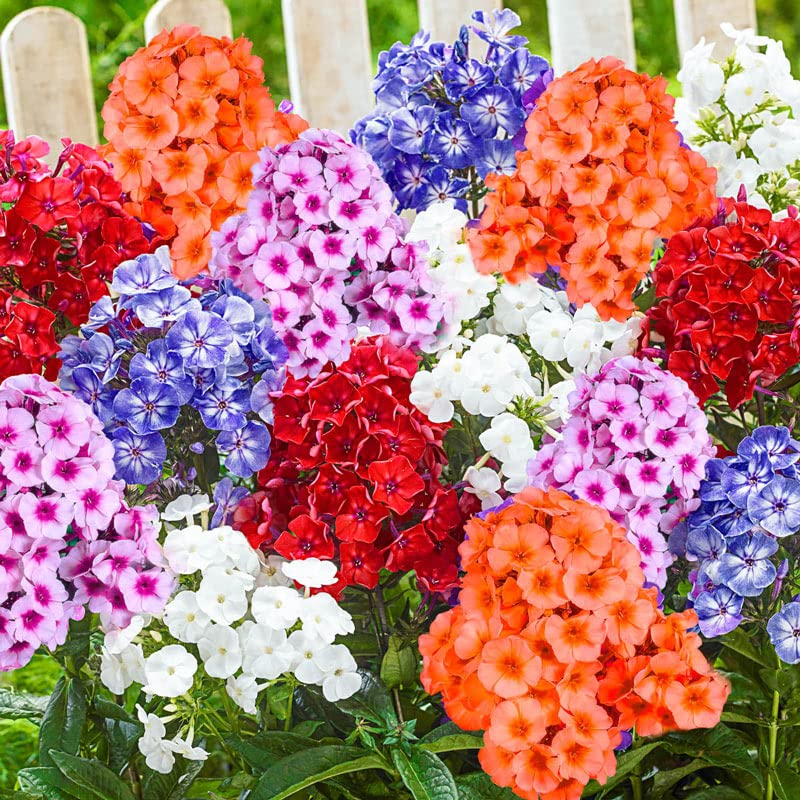 Flora Seeds Phlox Flower Seeds | PhloxMixed Color Flower Seeds | Phlox F1 Hybrid Flower Seeds For Home & Kitchen Gardening Winter (B0BWR2TR2J) Amazon Price History, Amazon Price Tracker