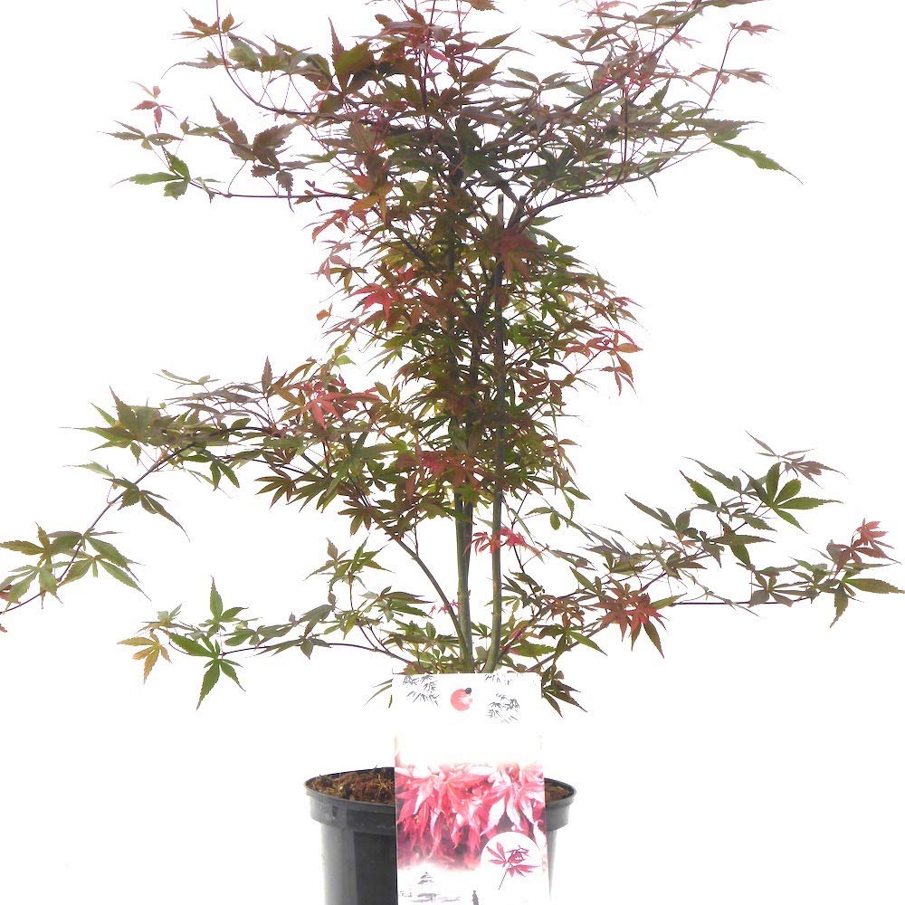 Charella Gardens Acer Palmatum Skeeters Broom 70-75cm Tall 23cm Pot