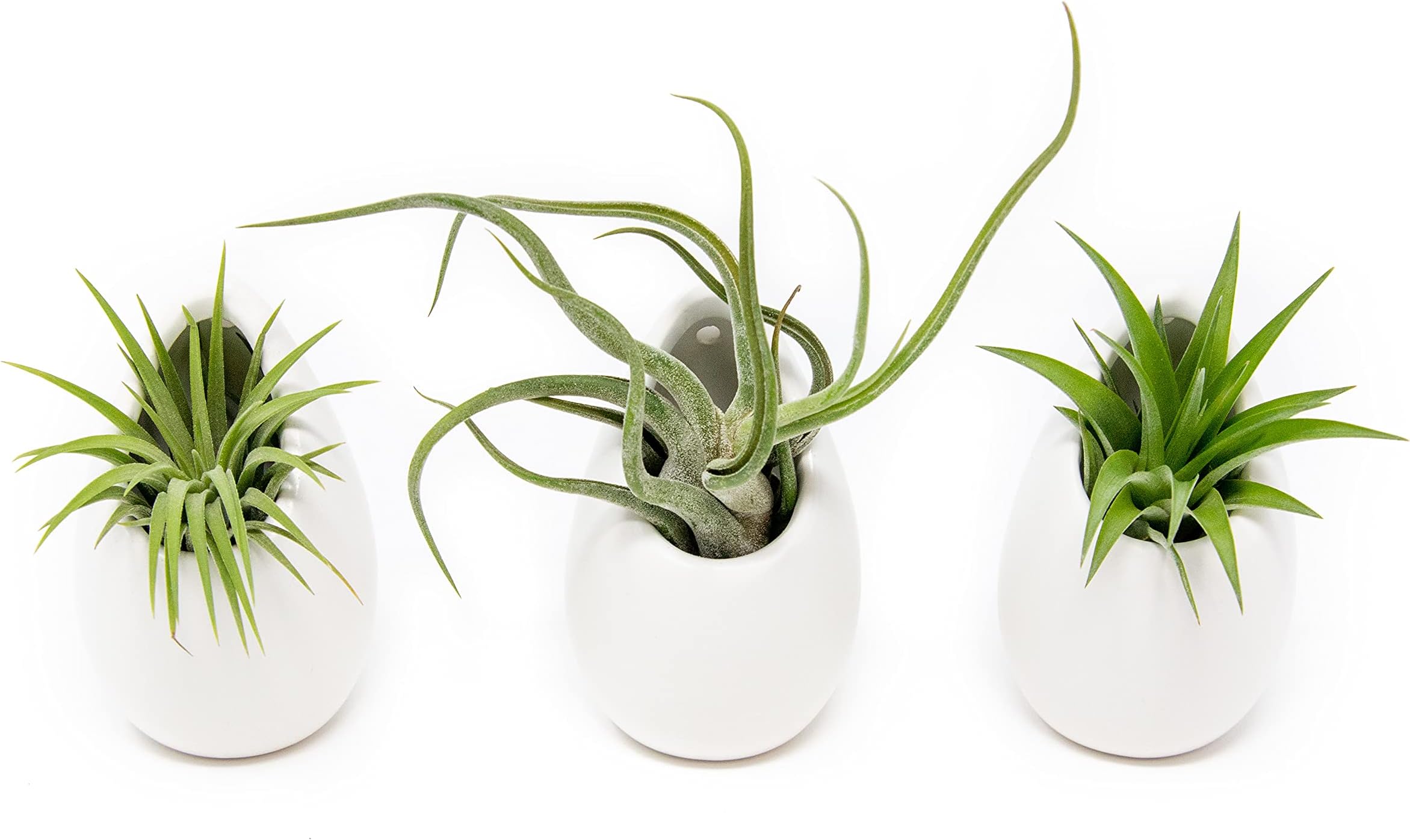 White Ceramic Wall Planter Assorted Air Plant - Live Tillandsia in Plant Holder โ Succulents Plant Vase - Home and Garden Decor - Easy Care Plants (3 Small Planters with 3 Air Plants)