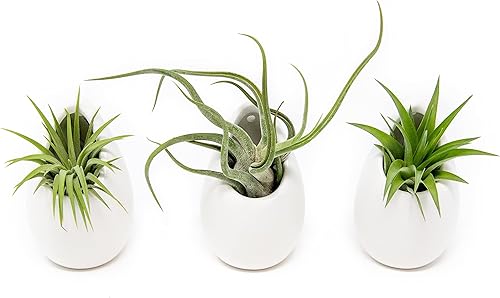 Maceta de pared de cerámica blanca surtida Tillandsia viva en soporte para plantas Jarrón de plantas suculentas Decoración del hogar y jardín