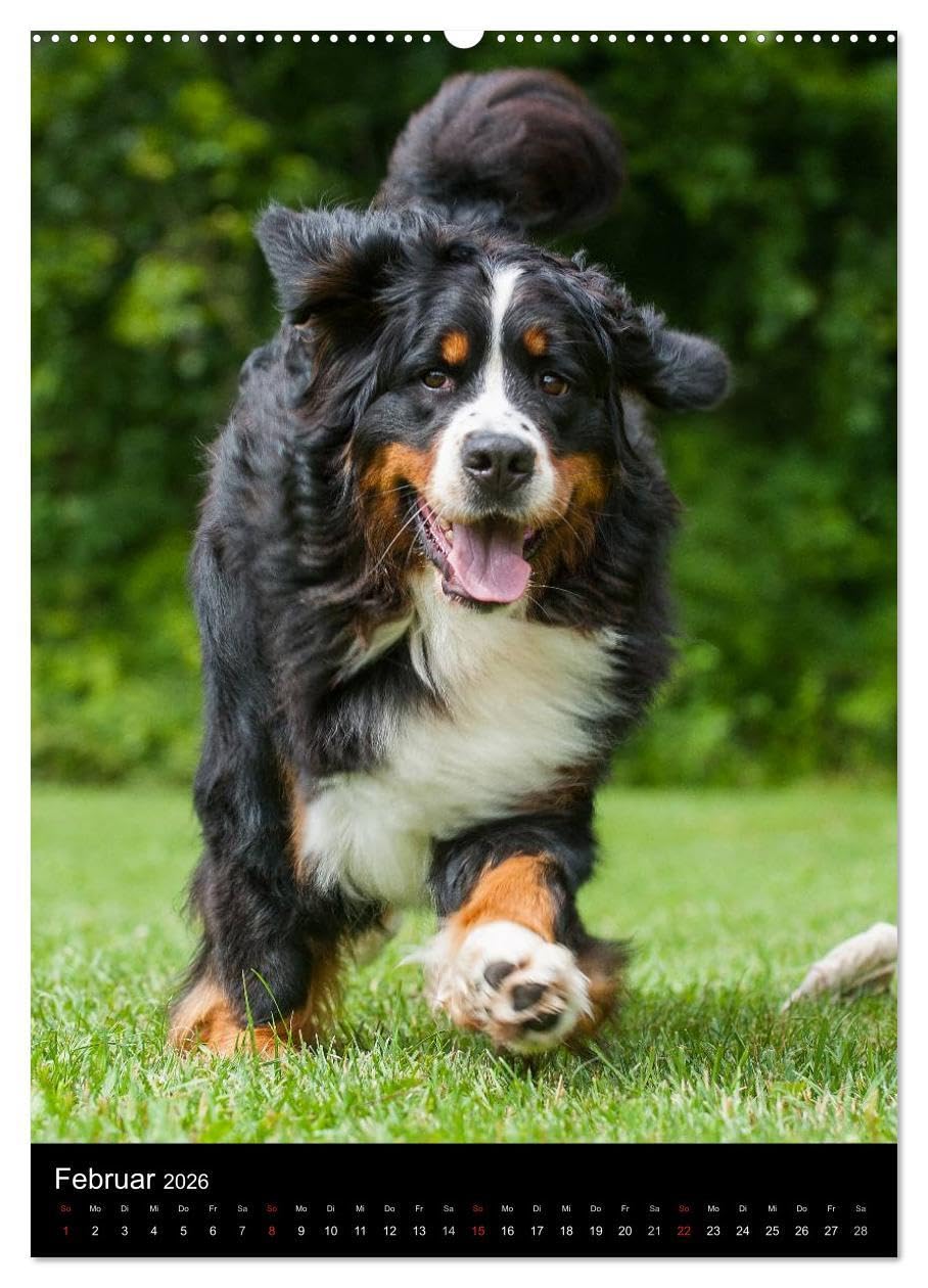 Faszination Berner Sennenhund (hochwertiger Premium Wandkalender 2026 DIN A2 hoch), Kunstdruck in Hochglanz: Auf 13 bezaubernden Fotos begleiten uns Berner Sennenhunde durch das Jahr (CALVENDO Tiere)