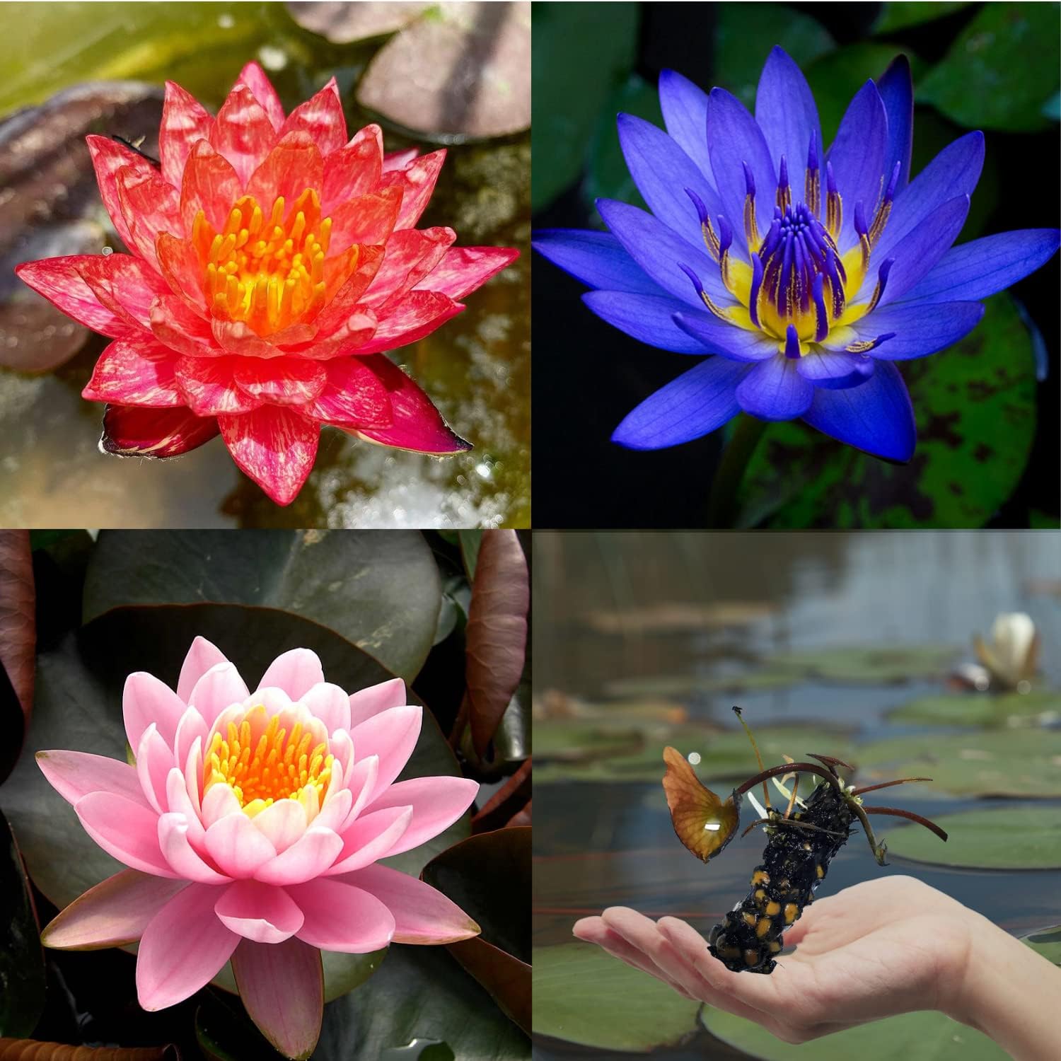 3 Pack Live Water Lily Tubers Freshwater Aquatic Plant Pond Garden Colorful by Greenpro