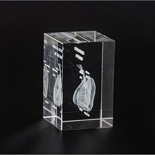 Miniatura 3 de Ultrassist Modelo de cristal pulmonar humano 3D, modelo anatómico grabado con láser para decoración del hogar y oficina, regalos de neumólogos