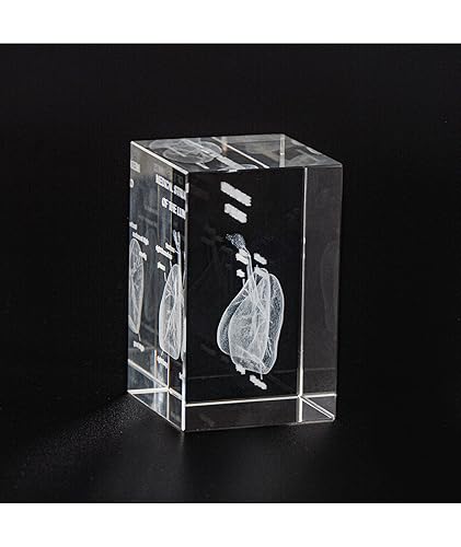 Miniatura 7 de Ultrassist Modelo de cristal pulmonar humano 3D, modelo anatómico grabado con láser para decoración del hogar y oficina, regalos de neumólogos