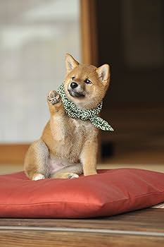 (未使用･未開封品)和風総本家 豆助っていいな。6 [DVD] Amazon.co.jp: 和風総本家 豆助っていいな。6 [DVD] : 豆助, 豆