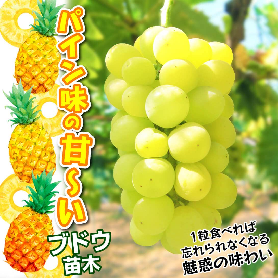 Amazon.co.jp: 果樹苗 ブドウ パイングレープ 1株/ 国華園 25年秋商品